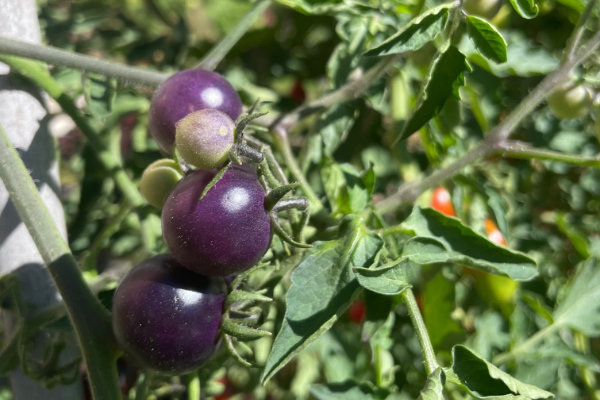 jarden_potager3