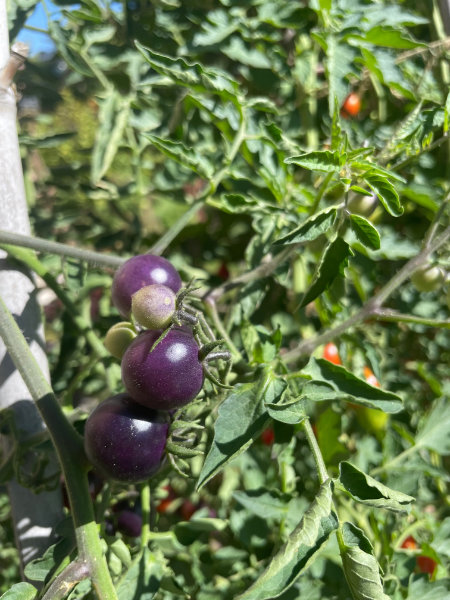 jardin_potager2