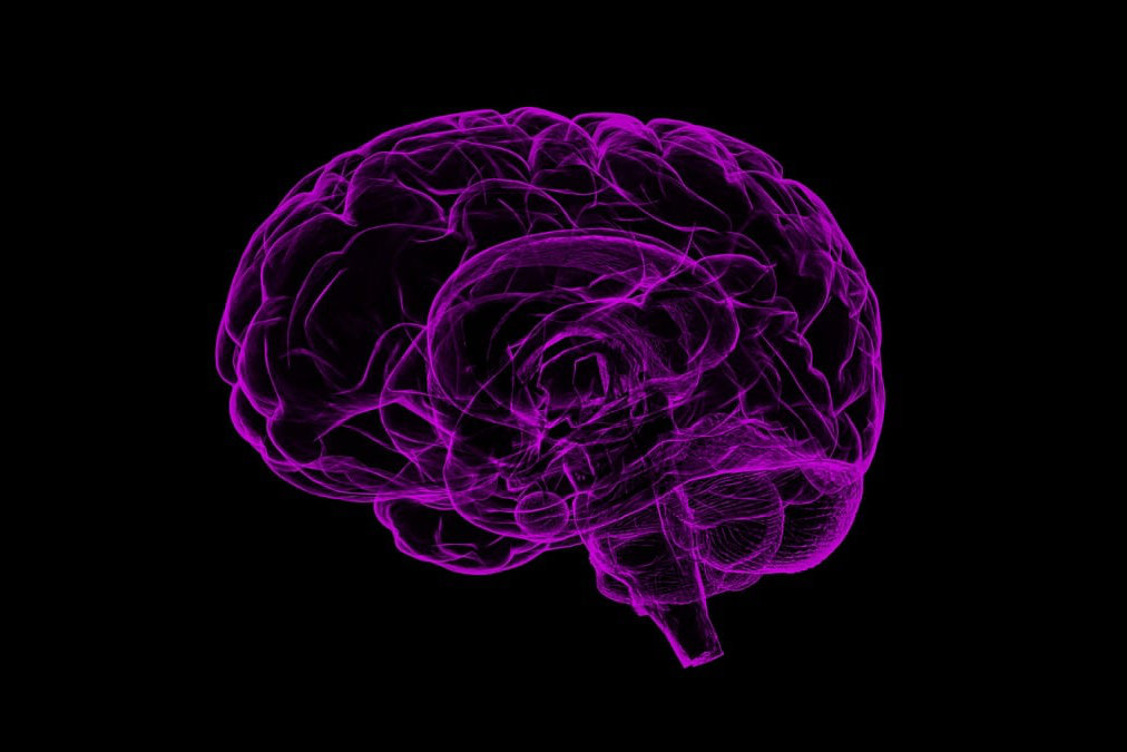 cerveau