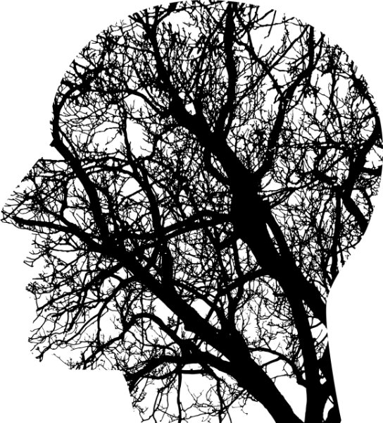 cerveau