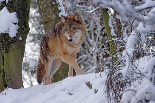 Le loup dans nos campagnes