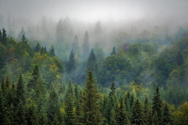 Les arbres et nous