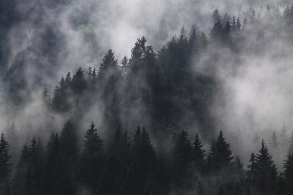 foret