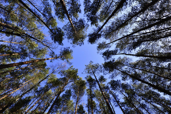 foret